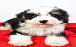 Mini Bernedoodle dogs for sale: Walker - Image 5