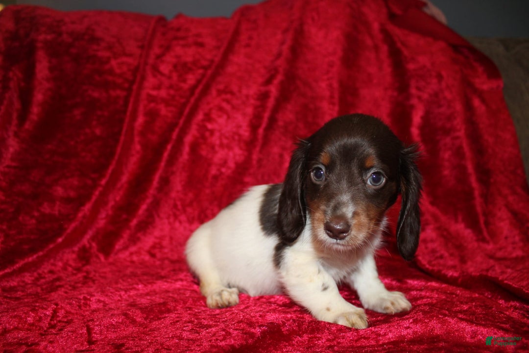 Miniature Dachshund dogs for sale: Chloe Mini - Image 26