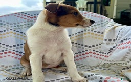 Jack Russell Terrier dogs for sale: Tahiti - Image 2