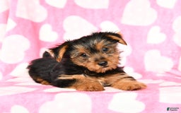Yorkshire Terrier dogs for sale: Honey Boy - Image 3