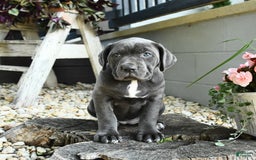 Cane Corso dogs for sale: Sally - Image 5