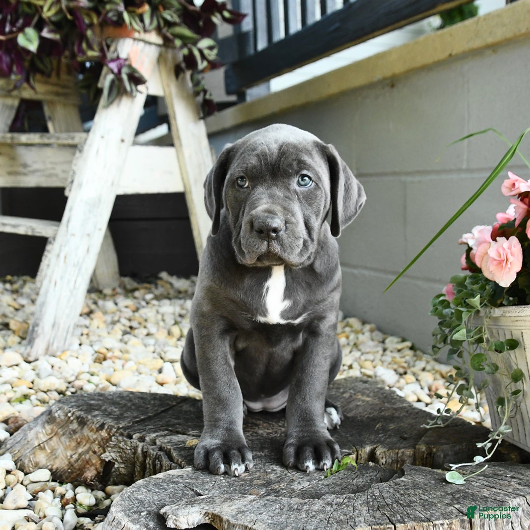 Cane Corso dogs for sale: Sally - Image 5