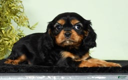 Cavalier King Charles Spaniel dogs for sale: Milo - Image 5