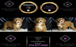Mini Goldendoodle dogs for sale: Amber - Image 7
