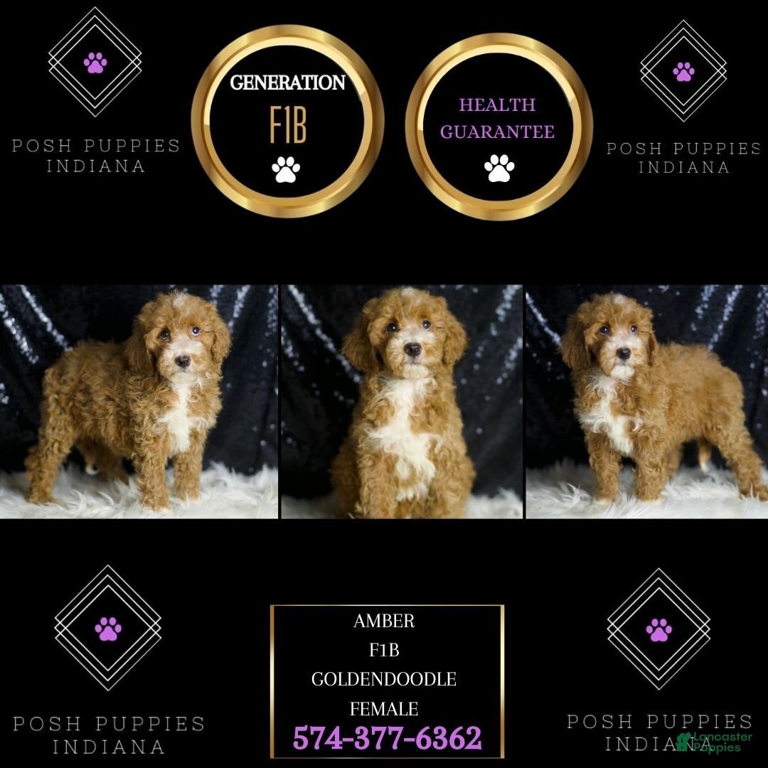 Mini Goldendoodle dogs for sale: Amber - Image 7