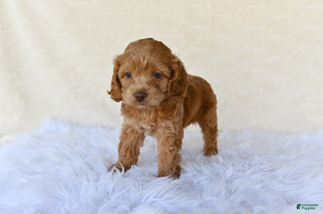 Cockapoo dogs for sale: Hazel - Image 3