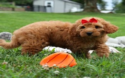 Goldendoodle dogs for sale: Brooklyn - Image 4