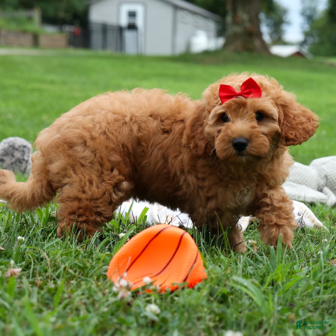 Goldendoodle dogs for sale: Brooklyn - Image 4