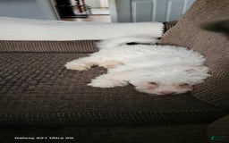 Bichon Frise dogs for sale: Pixo - Image 3