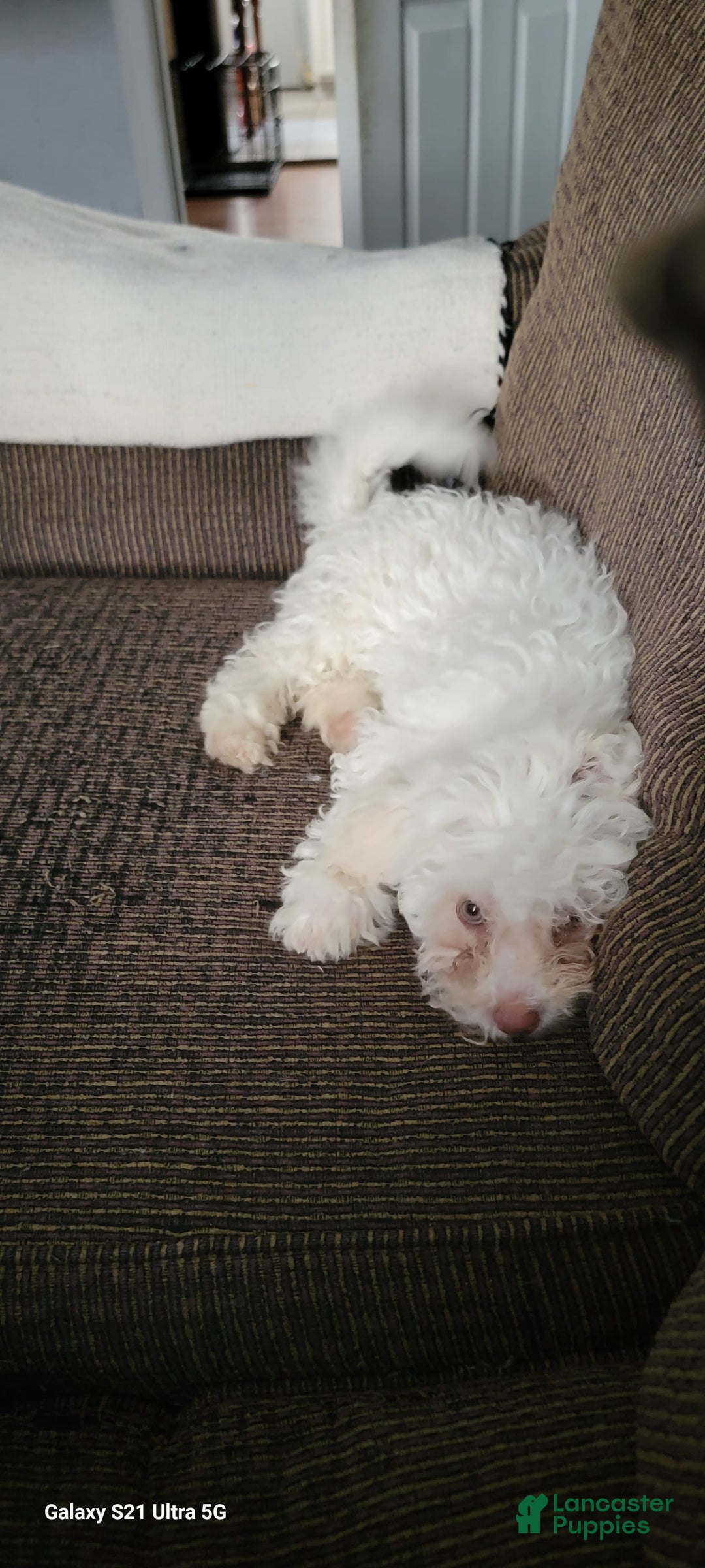 Bichon Frise dogs for sale: Pixo - Image 3
