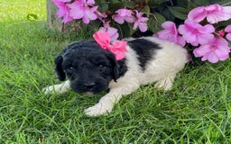 Standard Poodle dogs for sale: River - Image 1