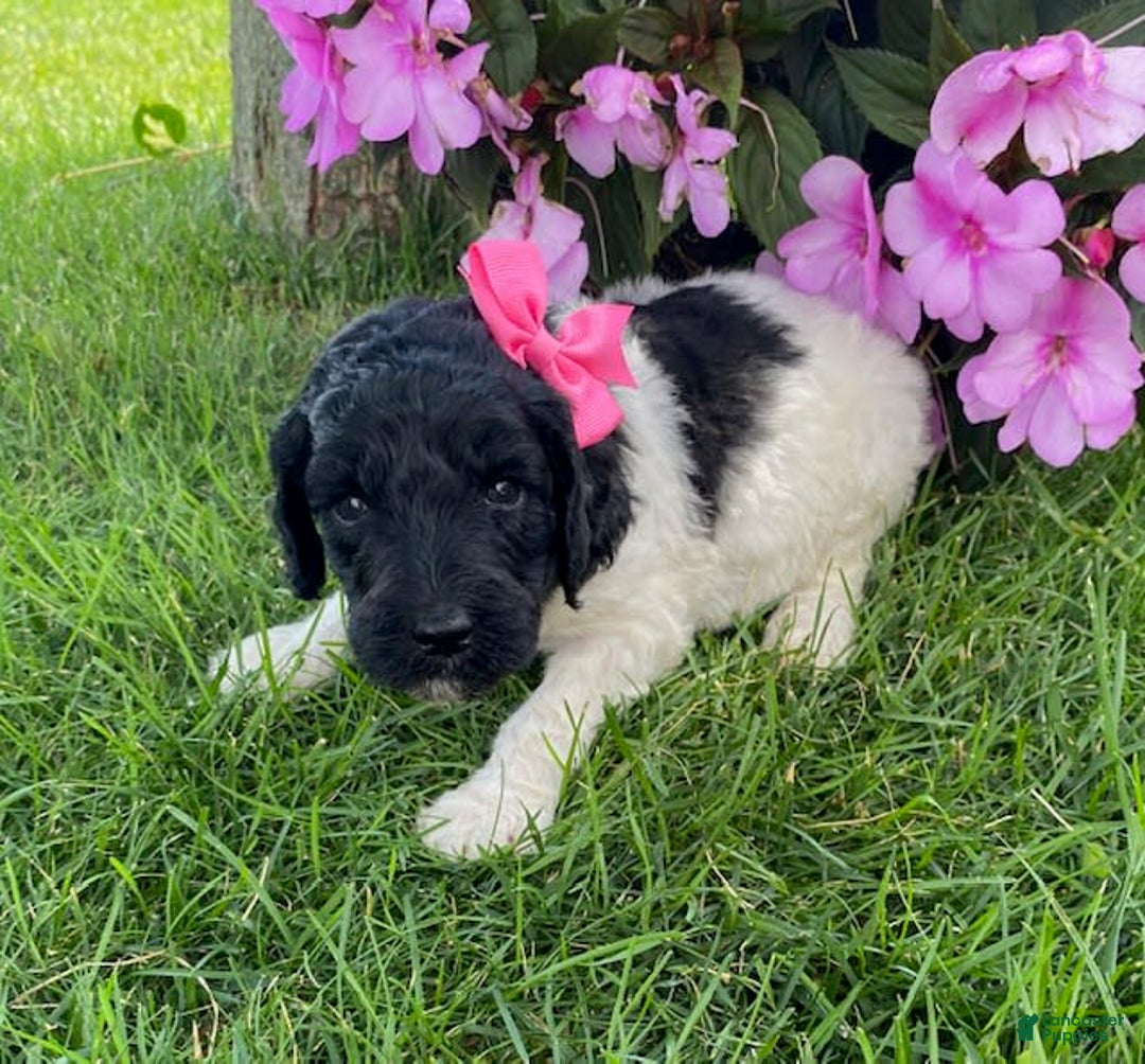 Standard Poodle dogs for sale: River - Image 1