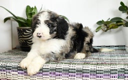 Aussiedoodle dogs for sale: Tucker - Image 5