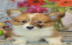 Welsh Corgi Pembroke dogs for sale: Harvey Fluffy - Image 10