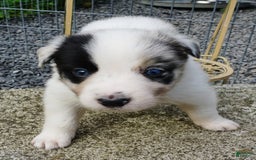 Border Collie dogs for sale: Riley - Image 4