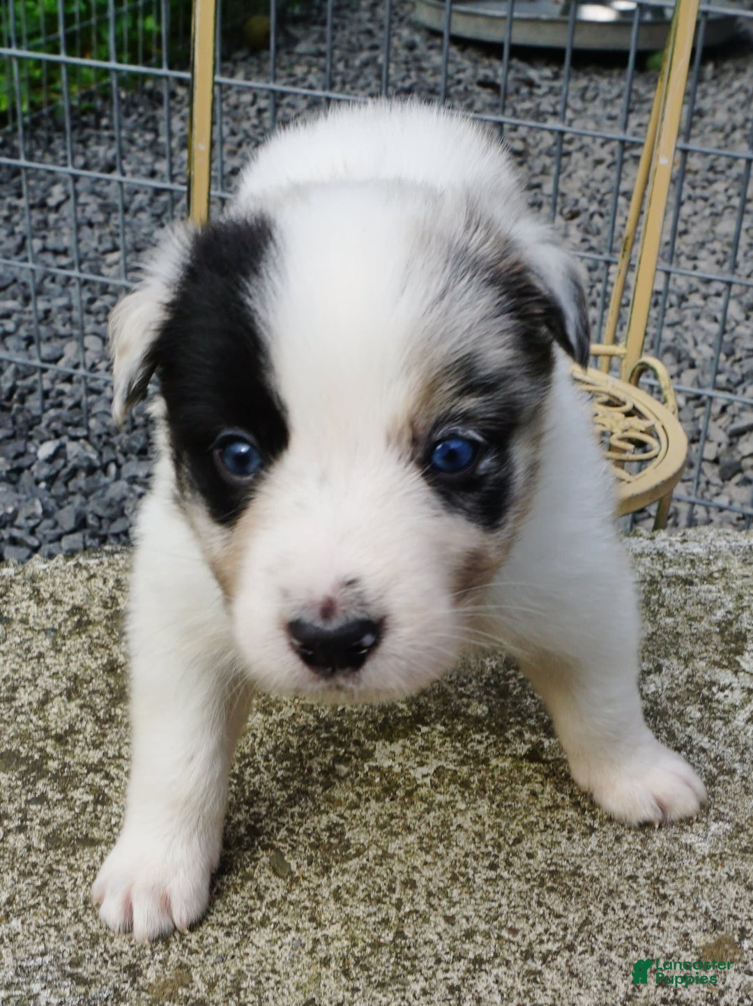 Border Collie dogs for sale: Riley - Image 4