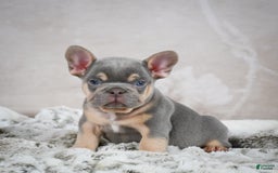French Bulldog dogs for sale: French Bulldog 6 puppies - Image 37