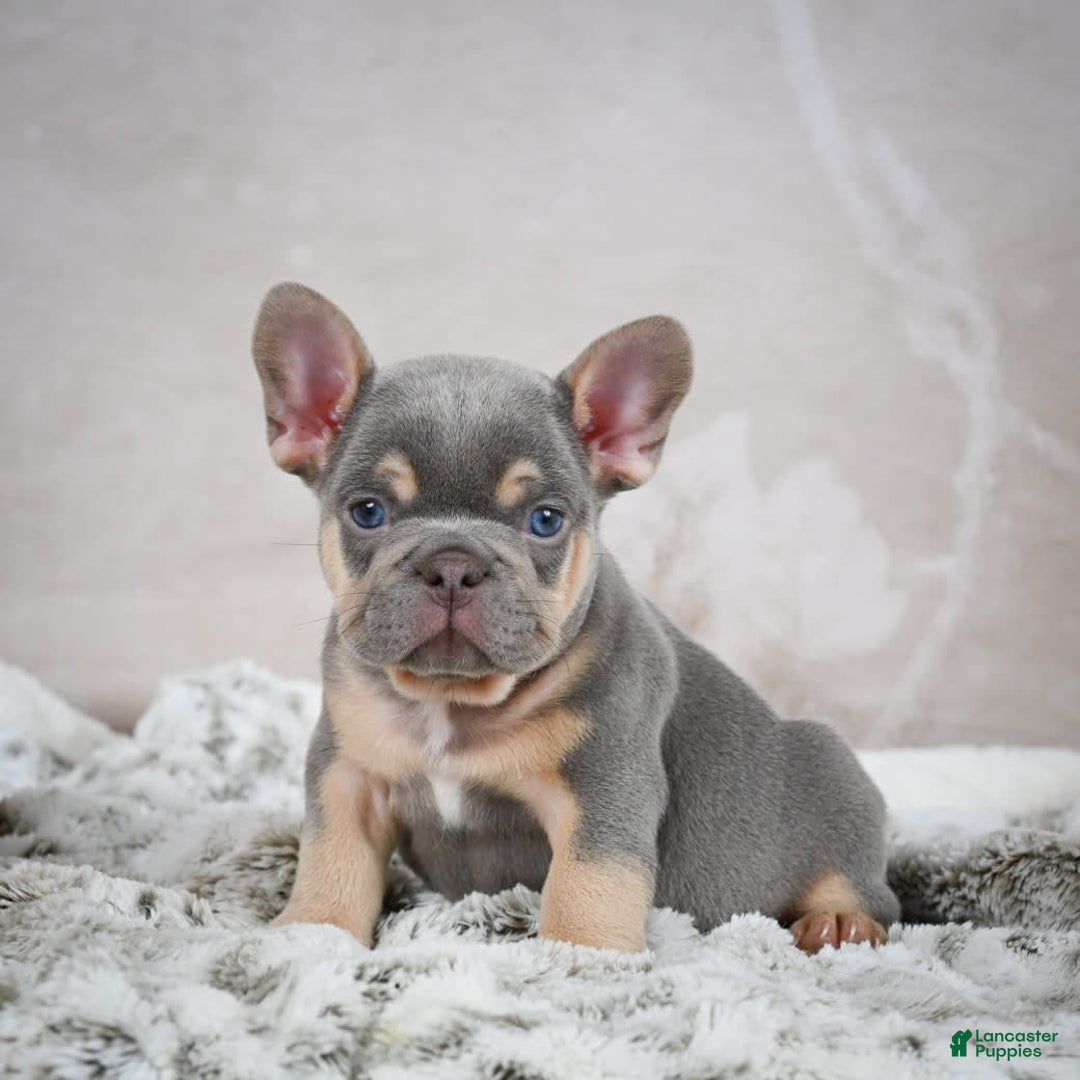 French Bulldog dogs for sale: French Bulldog 6 puppies - Image 37
