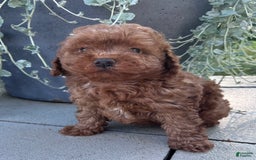 Toy Poodle dogs for sale: Brady - Image 1