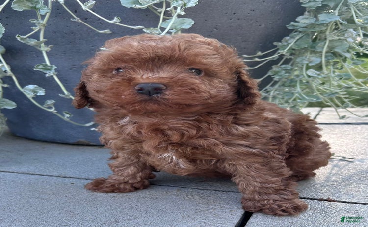 Toy Poodle dogs for sale - Ad 4