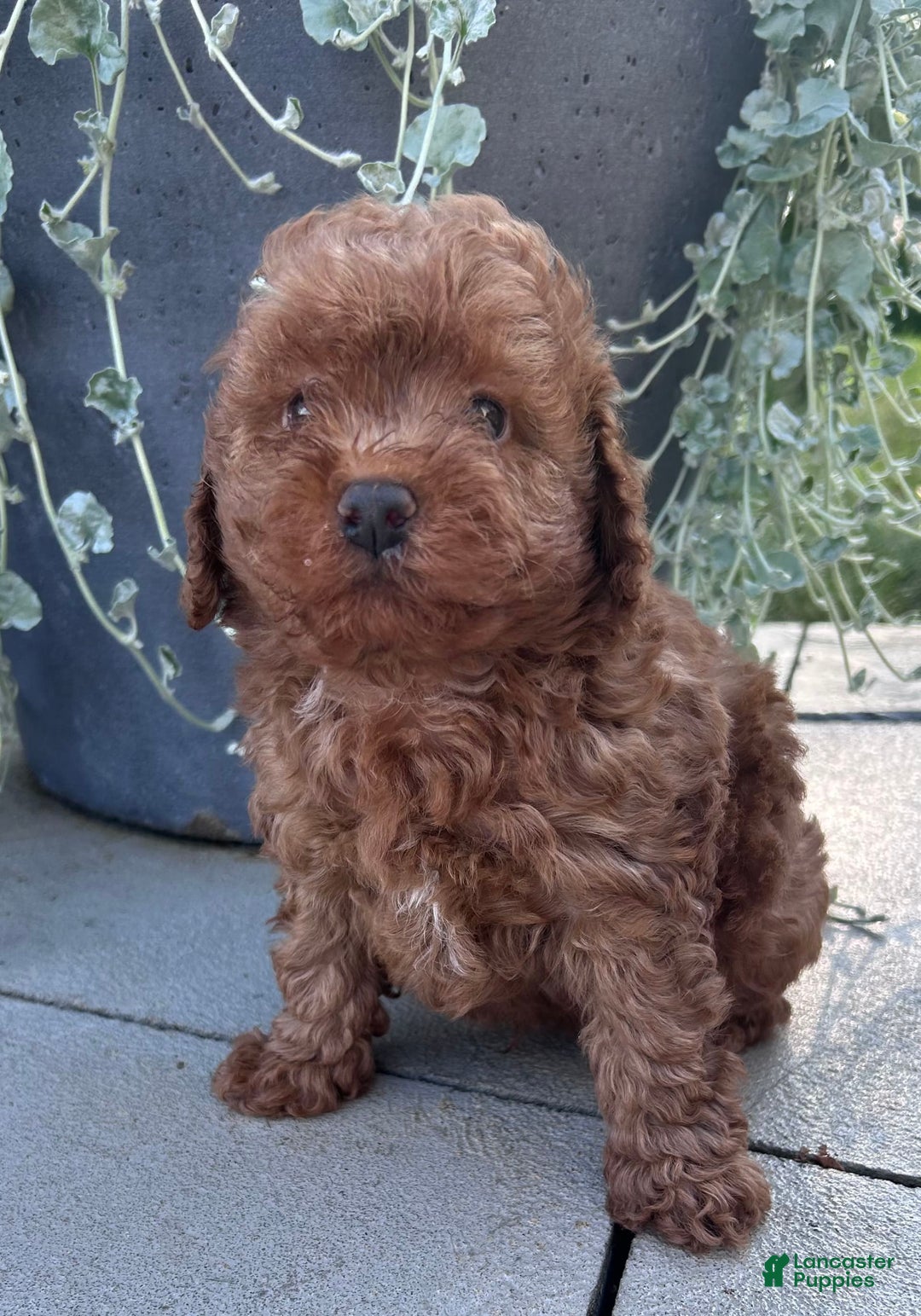 Toy Poodle dogs for sale: Brady - Image 1