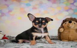 Chihuahua dogs for sale: Truman - Image 5