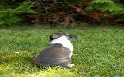 Boston Terrier dogs for sale: Jewel - Image 3