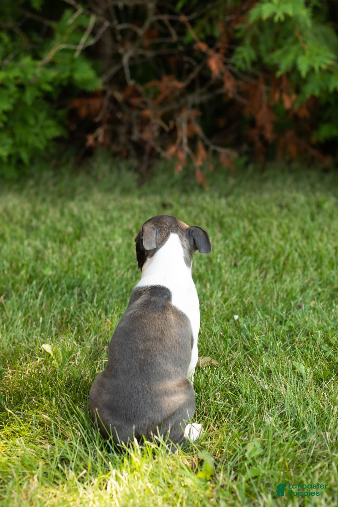 Boston Terrier dogs for sale: Jewel - Image 3
