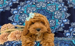 Cockapoo dogs for sale: Dustee - Image 11