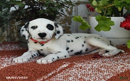 Dalmatian dogs for sale: Roxie - Image 5