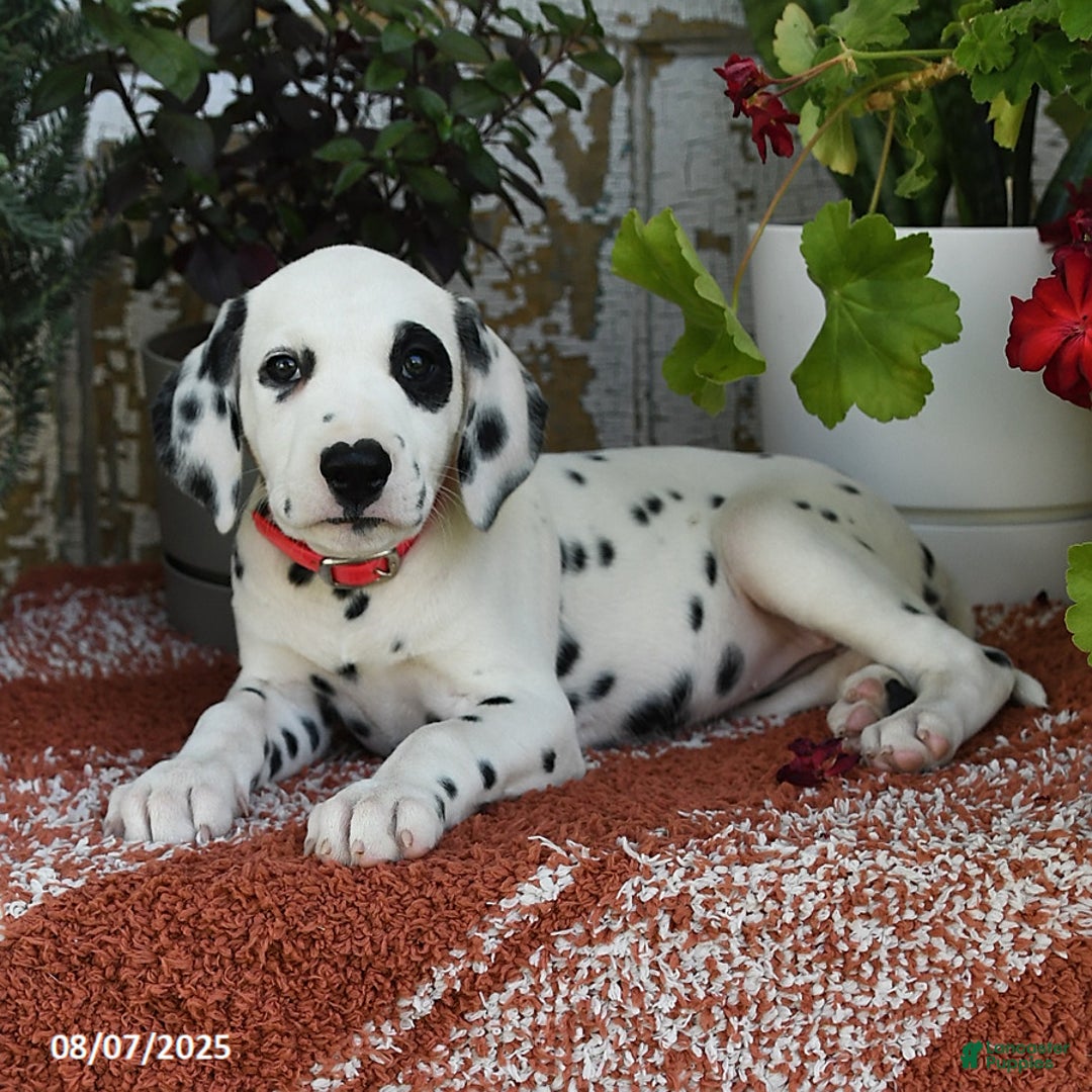 Dalmatian dogs for sale: Roxie - Image 5