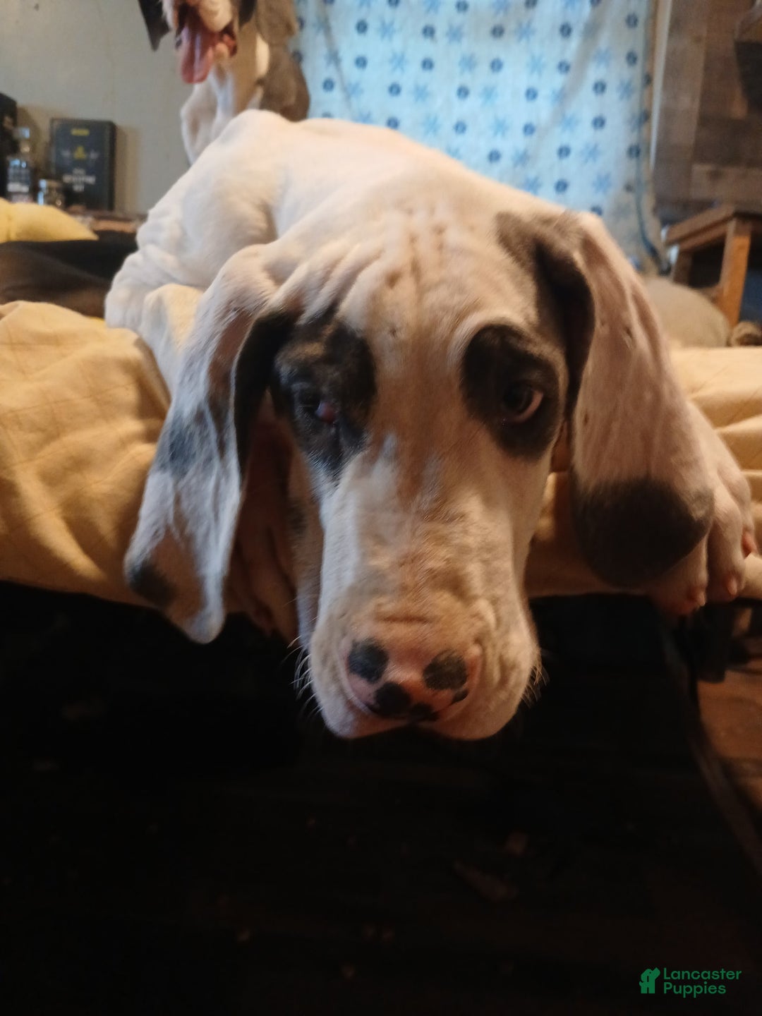 Great Dane dogs for sale: Kayden - Image 1