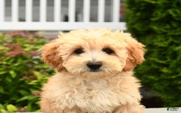 Miniature Poodle dogs for sale: Carla - Image 10