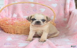 Pug dogs for sale: Archie - Image 3