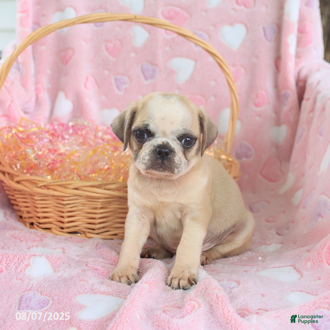 Pug dogs for sale: Archie - Image 3