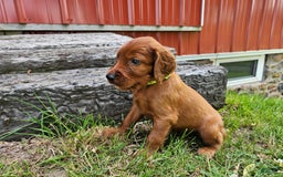 Irish Setter dogs for sale: Blake - Image 3