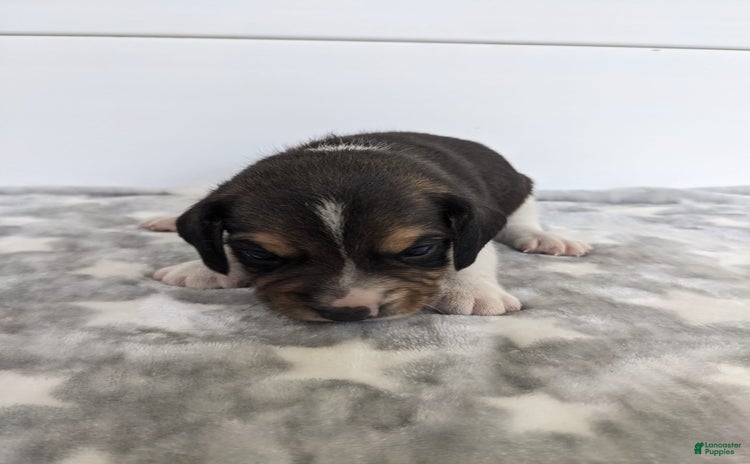 Beagle dogs for sale - Ad 4