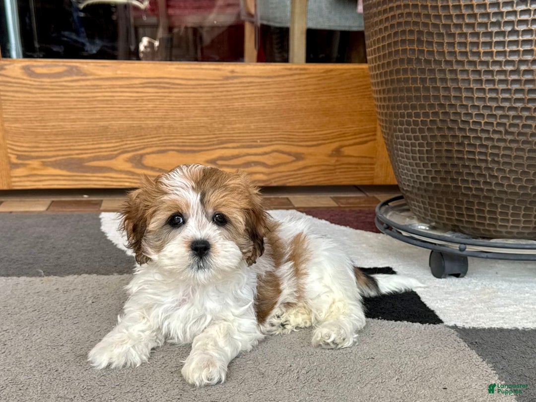 Havanese dogs for sale: Sandra - Image 1