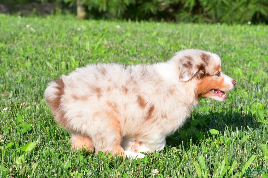 Australian Shepherd dogs for sale: Diesel - Image 9