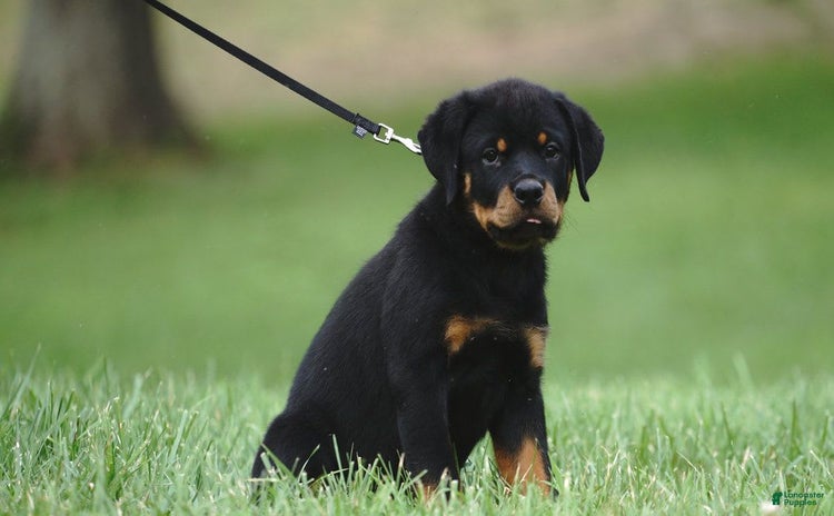 Rottweiler dogs for sale - Ad 3