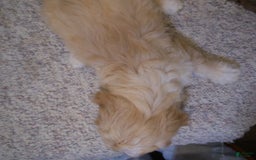 Cavachon dogs for sale: Dexter - Image 9