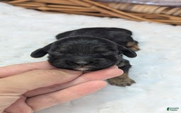 Cockapoo dogs for sale: Nigel - Image 1