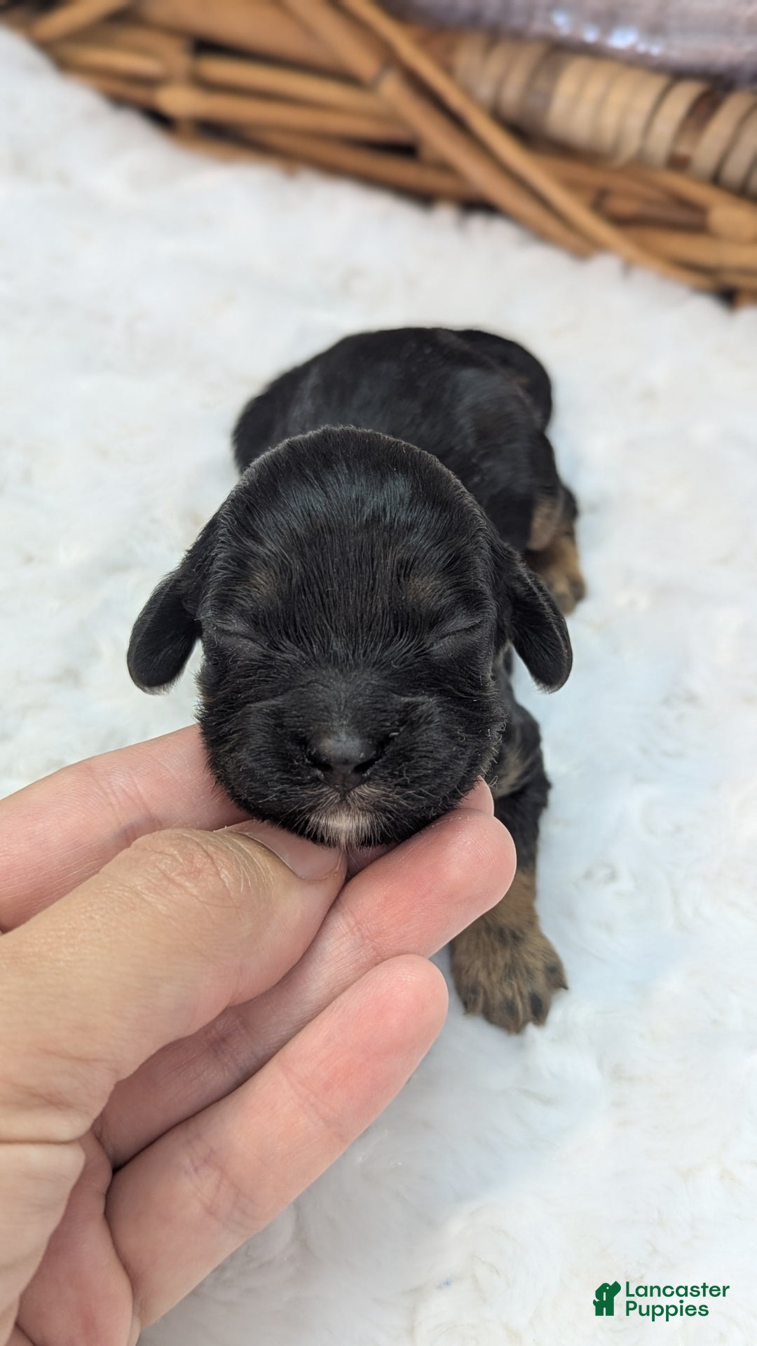 Cockapoo dogs for sale: Nigel - Image 1