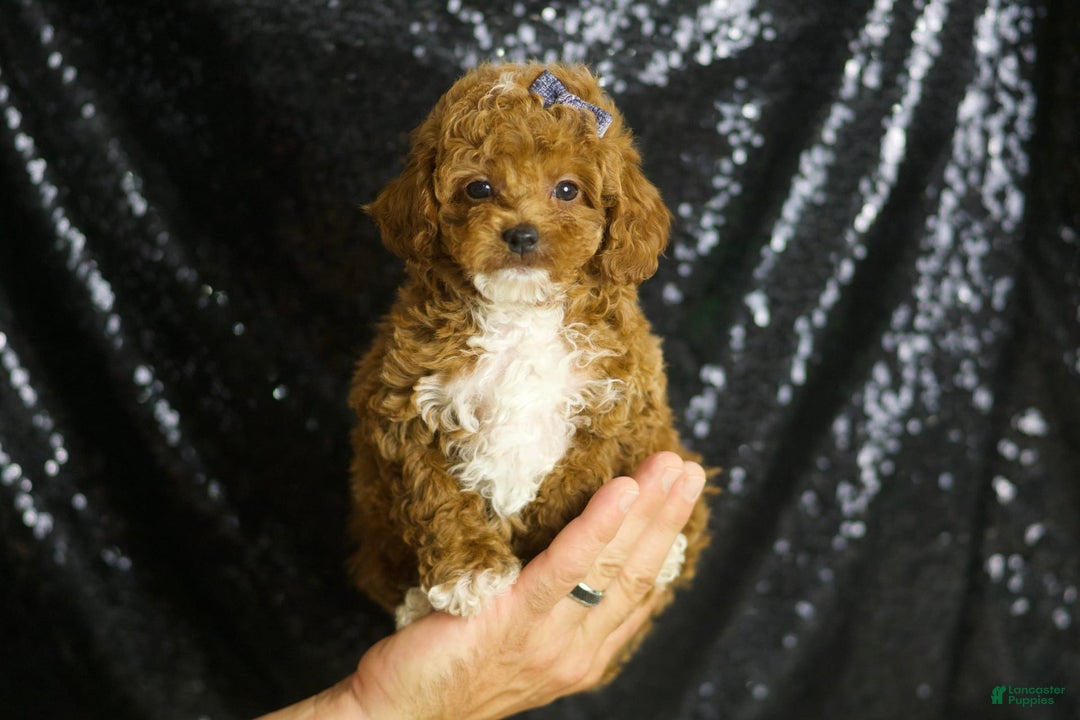 Toy Poodle dogs for sale: Eric - Image 2