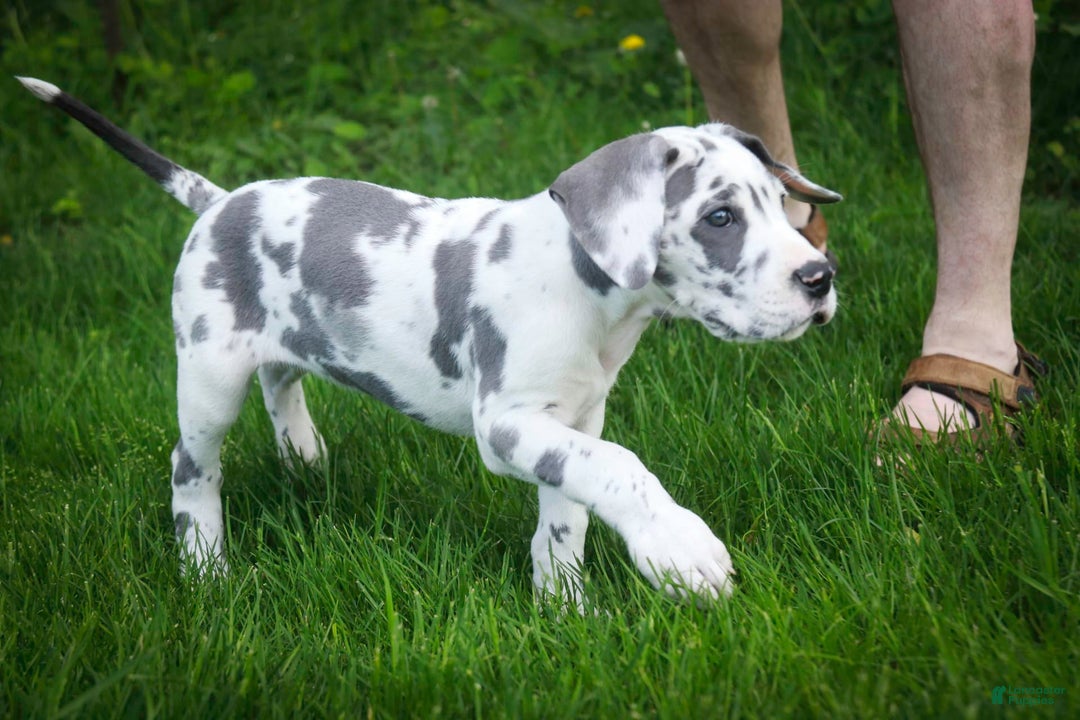 Great Dane dogs for sale: Electra - Image 12