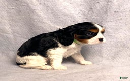Cavalier King Charles Spaniel dogs for sale: Abby - Image 21