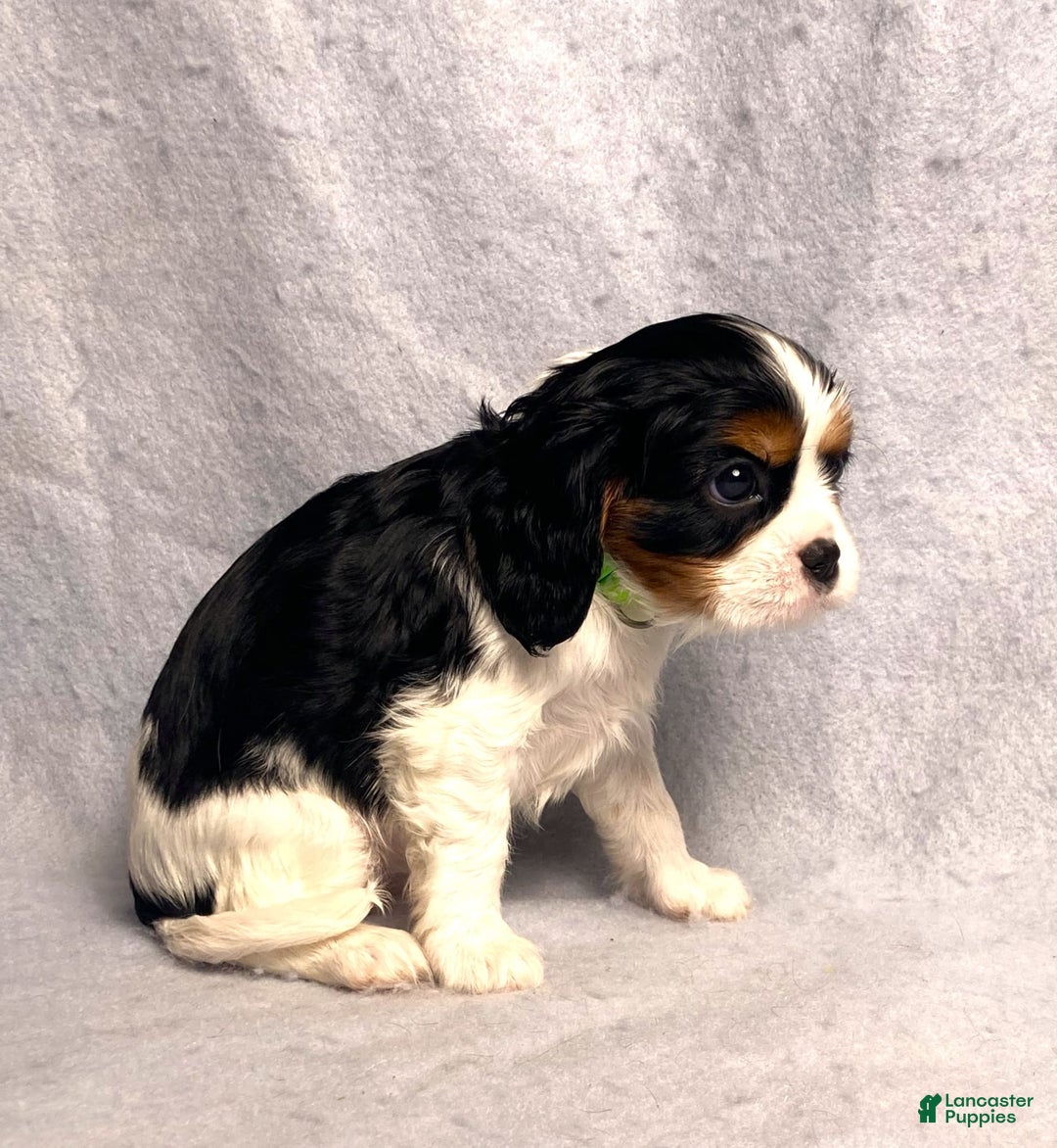 Cavalier King Charles Spaniel dogs for sale: Abby - Image 21