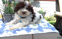 Aussiedoodle dogs for sale: Maria - Image 3