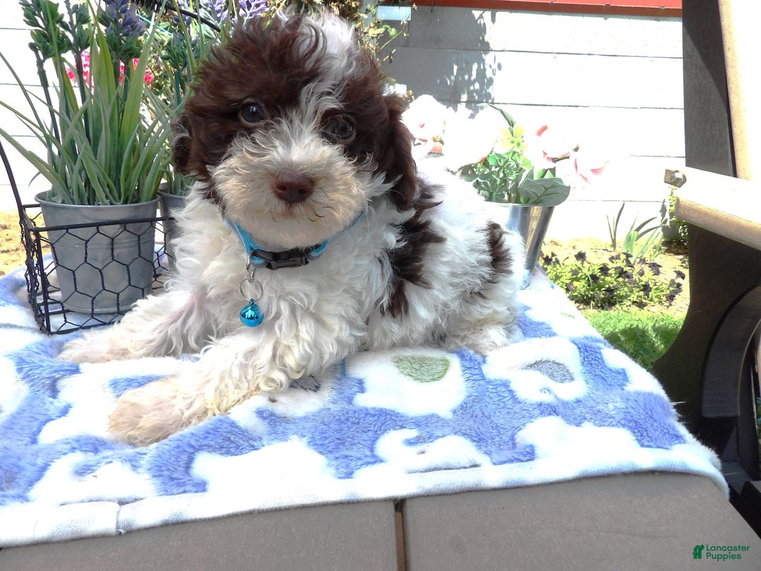 Aussiedoodle dogs for sale: Maria - Image 3