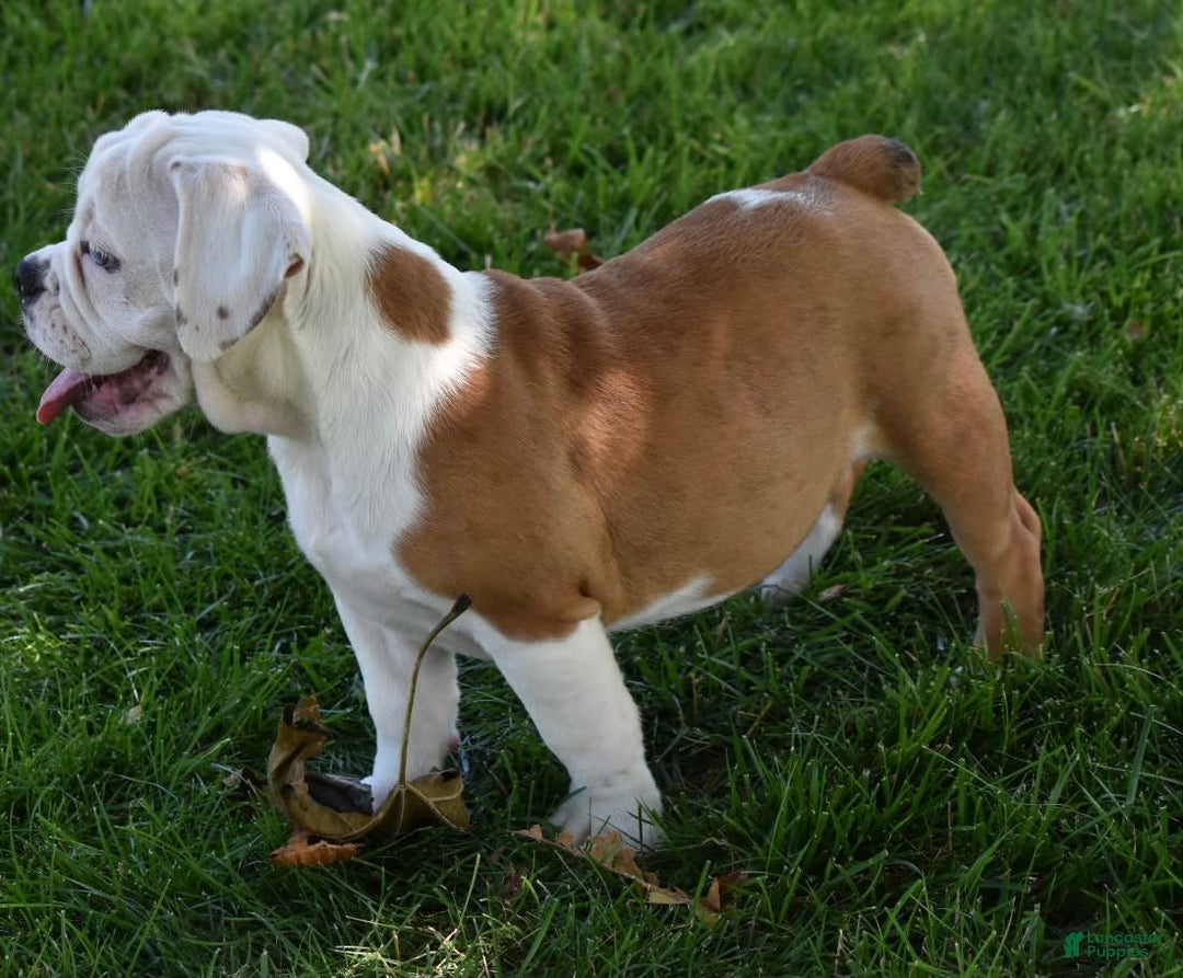 Beabull dogs for sale: Tessa - Image 4
